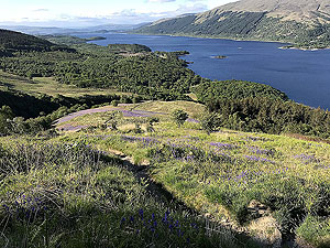 Ben Lomond