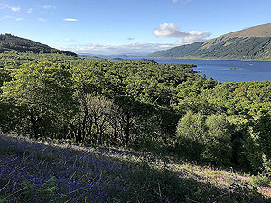 Ben Lomond. Clearing the tree line