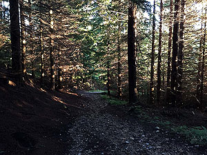 Firmounth. In the trees