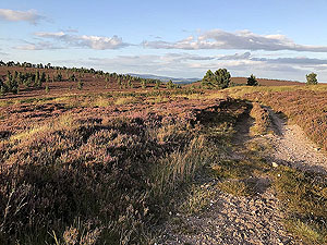 Firmounth. The path ahead