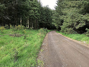 Glen Sherup loop. Larger forest path
