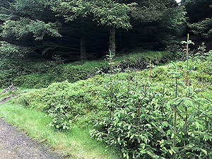 Glen Sherup loop. Truning into the fire break
