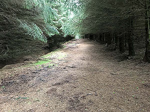 Glen Sherup loop. View of the path inside the fire break