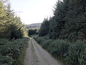 Pitfitchie loop. Dirt road in the trees