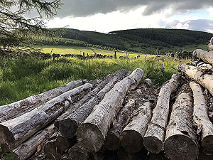 Pitfitchie loop. Looking towards the hills ahead