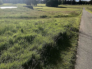 Loch Skene . Road across the golf course