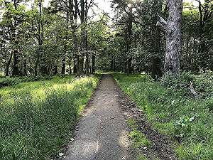Loch Skene . Midge alley