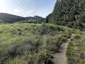 Glen Loin Loop. Looking back just before entering the small wood