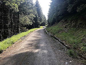 Glen Loin Loop. Lots of trees