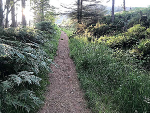 Bennachie. Path getting narrower