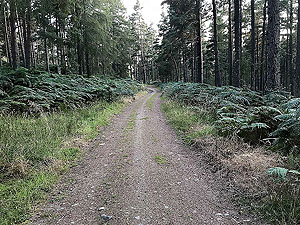 Scolty hill and more. The roads can get a little slippy in patches