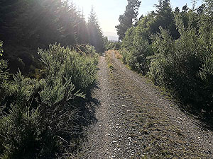 Scolty hill and more. Running into the late evening sun