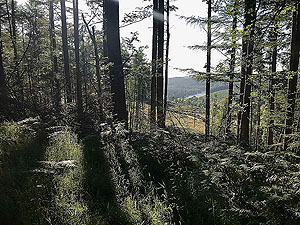 Scolty hill and more. Dee through the trees