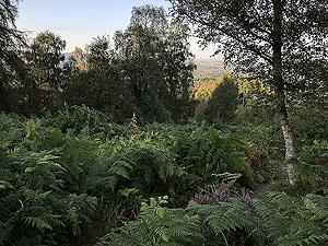 Scolty hill and more. Looking back towards Banchory