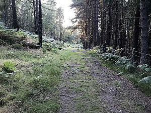 Scolty hill and more. Short section with lots of tree routes. Watch out