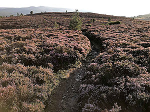 Scolty hill and more. Path through the heather from the tower