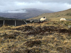 Killin - Lochan Breaclaich. There is always sheep