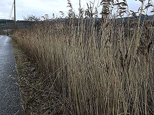 Killin - Lochan Breaclaich. This was us trying to be artistic.  Getting near the end of the run.