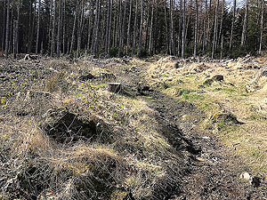 An Sidhean. Path heading up the hill