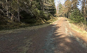 An Sidhean. Short length on the forest road