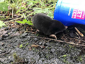 Lochs Voil and Doine. Our only ever sighting of a mole while running