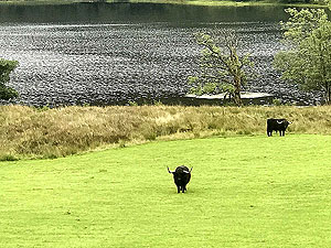 Lochs Voil and Doine. Highland cows beside the loch