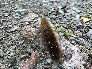 Durris Loop. Hairy things !