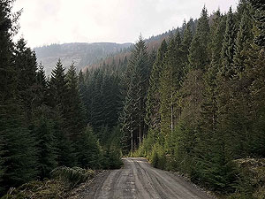 Kinlochard 5 lochs. Trees, trees and more trees