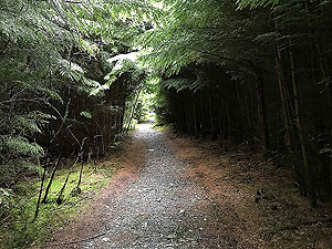 Kinlochard 5 lochs. Up through the trees
