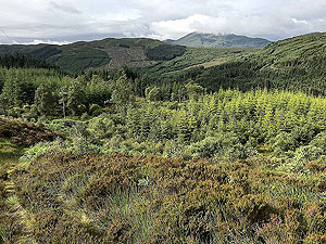 Kinlochard 5 lochs. Well over grown in summer