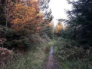 Aboyne games hill run. Out onto Craigendinnie