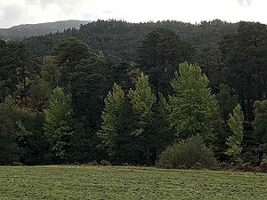 Glen Strathfarrar. Image from Glen Strathfarrar