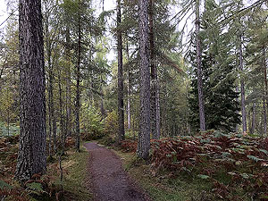 Plodda falls. Image from Plodda falls