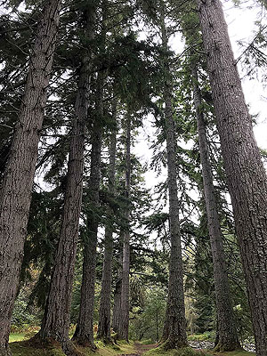 Plodda falls. The mighty trees
