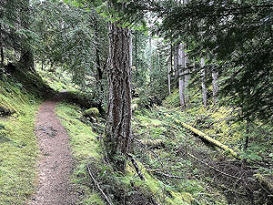 Plodda falls. Image from Plodda falls