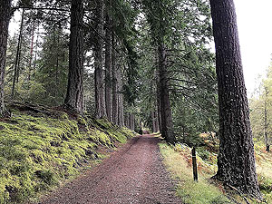Plodda falls. Heading back to the car park