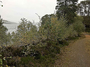 Glen Affric. Loch Beinn a Mheadhoin
