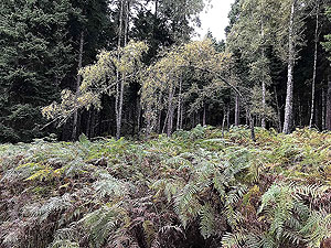 Coire an Loch loop. A tree that wants to be a rainbow
