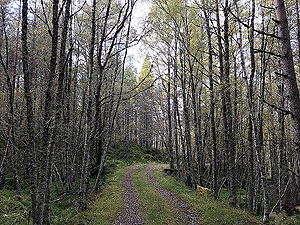 Coire an Loch loop. Nice soft running