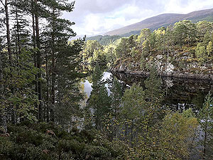 Coire an Loch loop. The stillness of the loch through the trees