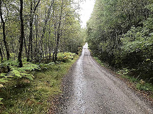 Loch Affric loop. Start of the forest road towards Affric lodge