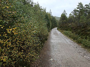 Loch Affric loop. Just before turn off to the bridge