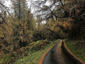 Craig Hill loop. Love the trees in Autumn