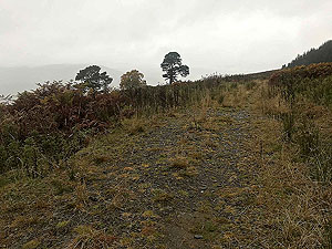 Craig Hill loop. Path is a bit over grown
