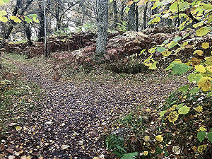 Craig Hill loop. Take the small trail on the left