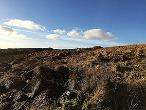To Carn Labhruinn. Sheep a plenty