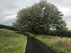 Sheriffmuir loop. A flat section