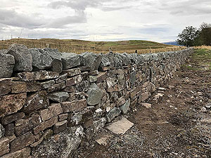 Sheriffmuir loop. We watched the new stone wall being built over several runs