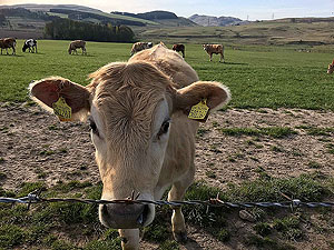Sheriffmuir loop. Hello there pal