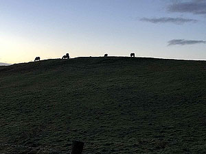 Sheriffmuir loop. Horses on the hill top